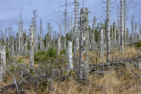 Dead spruce trees in forest in the Harz Mountains in autumn, damage caused by bark beetle