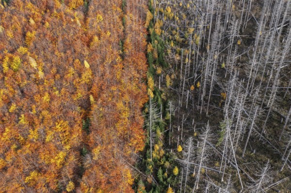 Aerial view over mixed forest with dead spruce trees in the Harz Mountains, damage caused by bark