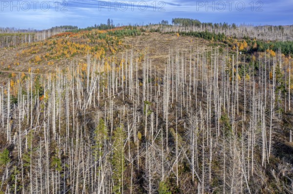Aerial view over forest with dead spruce trees in the Harz Mountains, damage caused by bark beetle