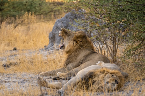 Two maned lions, lion yawns, siblings lying in grass, lion (Panthera Leo), savuti, Chobe National