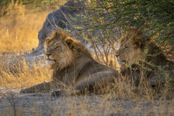 Two maned lions, siblings lying in the grass, lion (Panthera Leo), savuti, Chobe National Park