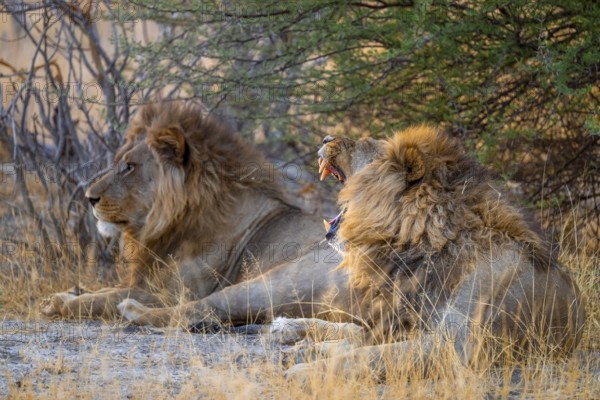Sunset, two maned lions, lion yawns, siblings lying in the grass, lion (Panthera Leo), savuti,