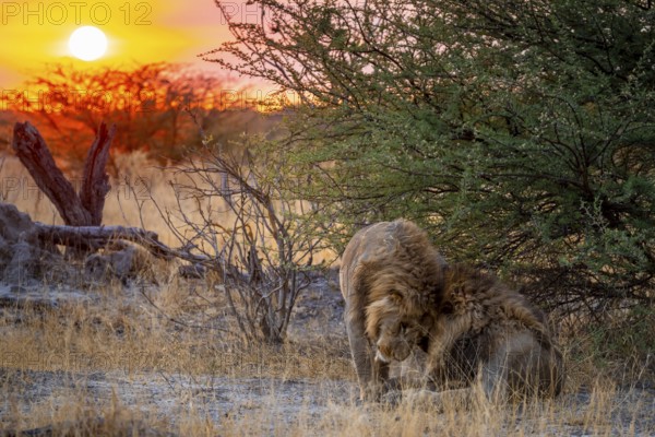 Sunset, two maned lions, siblings cuddling, lion (Panthera Leo), savuti, Chobe National Park,