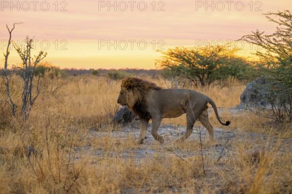 Maned lion runs, lion (Panthera Leo), savuti, Chobe National Park, Botswana