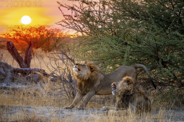 Sunset, two maned lions, siblings lying in grass, lion (Panthera Leo) stretches, savuti, Chobe