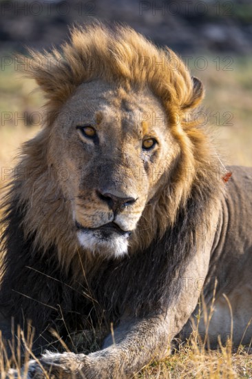 Animal portrait, maned lion (Panthera Leo) lying in grass, savanna, Savuti, Chobe National Park
