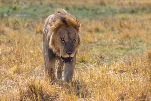 Maned lion (Panthera Leo) walking in grass, savanna, Savuti, Chobe National Park National Park,