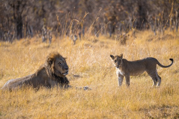 Lion cub and maned lion, lion (Panthera Leo) lying in grass, savuti, Chobe National Park, Botswana