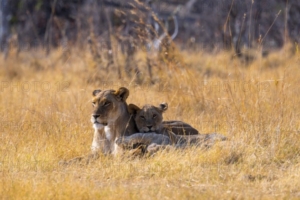 Lion cub and lioness, lion (Panthera Leo) lying in grass, savuti, Chobe National Park National