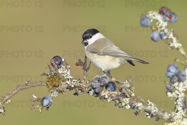Swamp tit, (Parus palustris), sitting on a branch in a blackthorn bush, (Prunus spinosa), sloes,