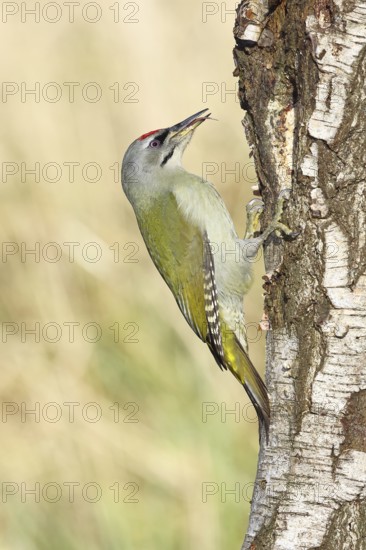Grey woodpecker (Picus canus), male sitting on the trunk of a grey birch tree (Betula populifolia),