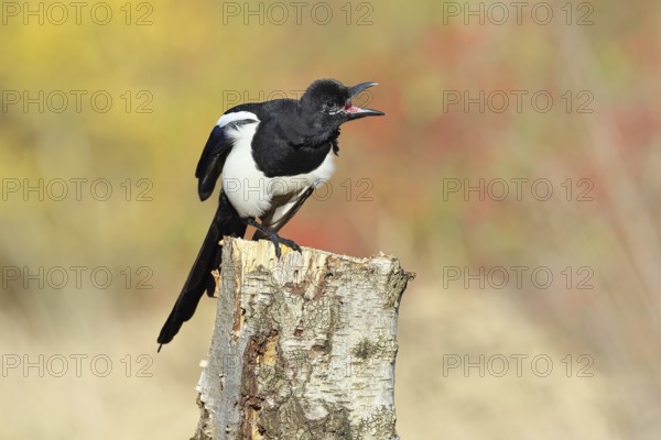 European magpie (Pica pica), sitting on a stump of a gray birch tree (Betula populifolia), with an