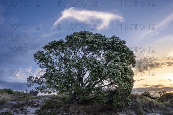 New Zealand Christmas tree (Metrosideros) in the evening, blooming. In the sky, a cloud in the