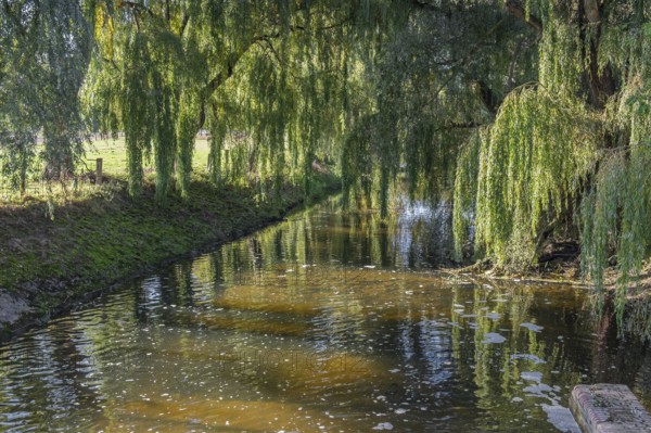 A quiet river surrounded by overhanging willow trees with a peaceful atmosphere, River Dinkel,