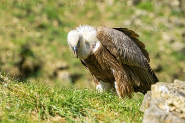 Eurasian griffon vulture (Gyps fulvus) standing on the ground, Bavaria, Germany