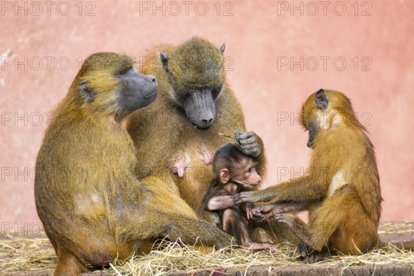 Guinea baboon (Papio papio) family with a new born youngster, captive, Bavaria, Germany