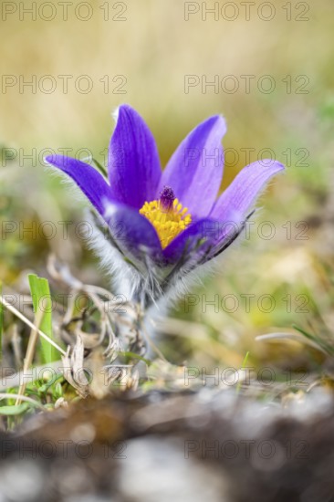 Pasque flower (Pulsatilla vulgaris), blooming, sunset, Bavaria, Germany