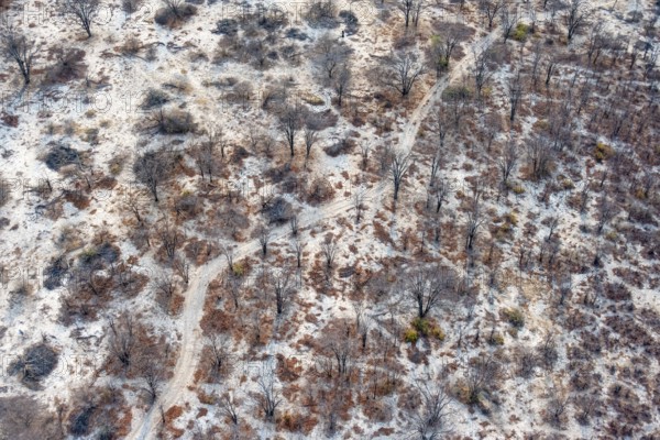 Structure and pattern, trees in the dry season, arid landscape, aerial view of the Okavango Delta,