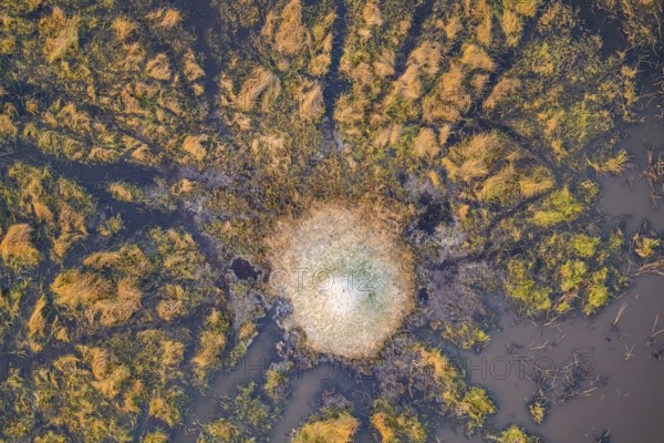 Single termite hill in swamp, landscape, aerial view of the Okavango Delta, near Maun, Okavango