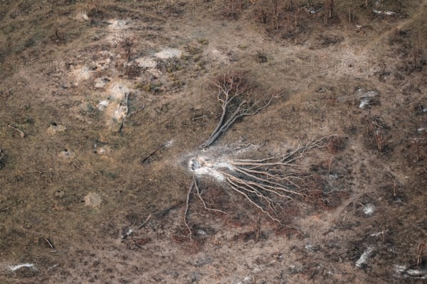 Fallen tree, landscape, aerial view of the Okavango Delta, near Maun, Okavango Delta, Botswana