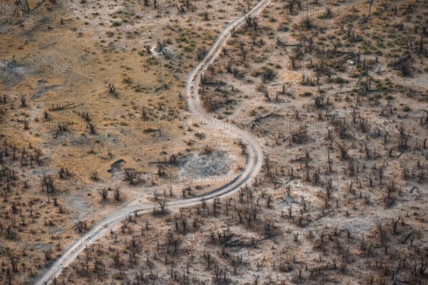 Structure and pattern, road, trees in dry season, arid landscape, aerial view of the Okavango