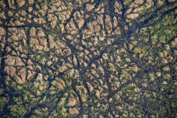 Structure and pattern, grass from above, marshland, landscape, aerial view of the Okavango Delta,
