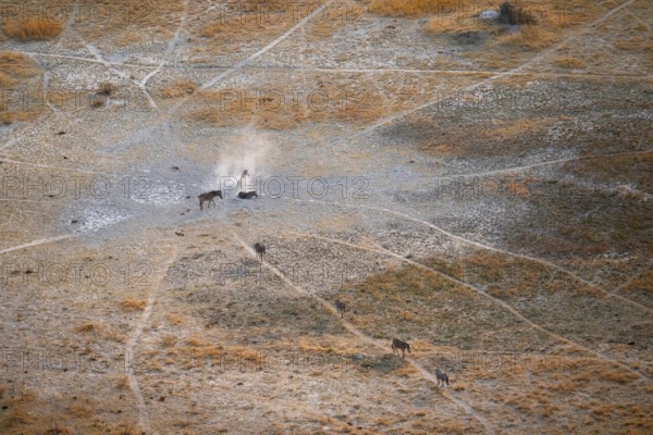 Steppe zebras (Equus quagga) rolling in dust, savanna landscape with yellow grass, aerial view,