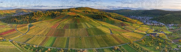 Extensive vineyard panorama in the evening sun with vivid autumn colors, autumn, near Strümpfelbach