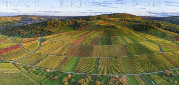Panoramic view of rolling vineyards in warm autumn colors at sunset, autumn, near Strümpfelbach im