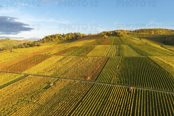 Vineyards in autumn colors under blue sky in the evening sun, autumn, near Strümpfelbach im