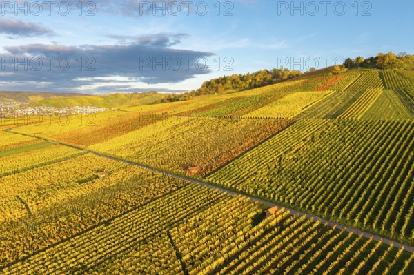 Colourful vineyards stretch over hills and create an autumnal play of colors, autumn, near