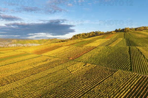 Golden and green vineyards spread over wide hills under a clear sky, autumn, near Strümpfelbach im