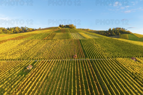 Vineyard landscape in rich autumn colors on rolling hills under blue sky, autumn, near
