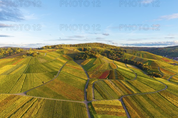 Colourful vineyards stretch over rolling hills under clear skies, autumn, near Strümpfelbach im