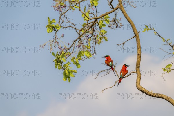 Southern carmine bee-eater (Merops nubicoides), two bee-eaters sitting on a tree against a blue