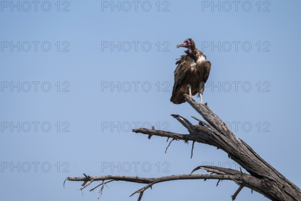 Hooded Vulture (Necrosyrtes monachus) sitting on a branch against a blue sky, Moremi Game Reserve,