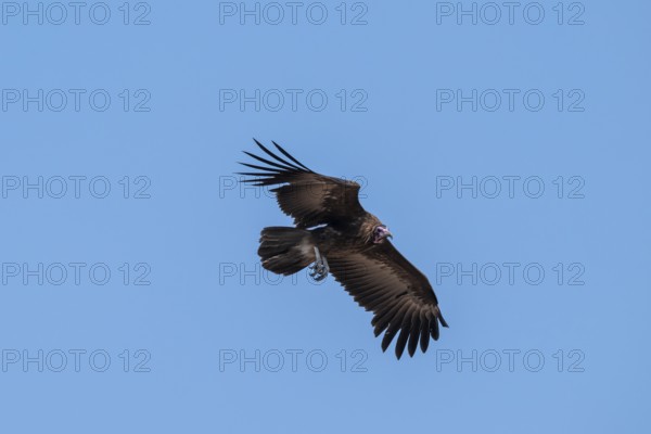 Hooded Vulture (Necrosyrtes monachus) flying against a blue sky, Moremi Game Reserve, Botswana