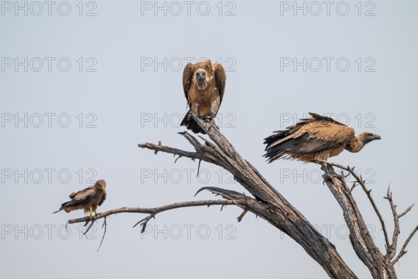 Two white-backed vultures (Gyps africanus) and a black kite sitting on a branch, Moremi Game