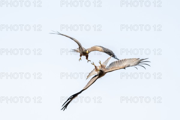 Two birds fighting in flight, black kite (Milvus migrans) flying against a blue sky, Moremi Game