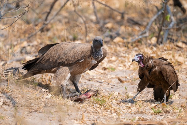 White-backed vulture (Gyps africanus) and cape vulture (Necrosyrtes monachus) on the ground with