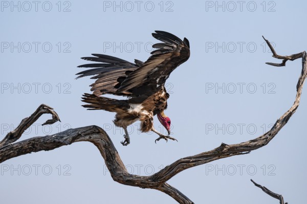 Hooded Vulture (Necrosyrtes monachus) flies, lands on a branch against a blue sky, Moremi Game