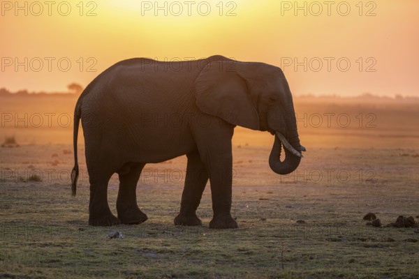 Herd, African Elephant (Loxodonta africana), Silhouette, Sunset, Ambient Light, Ihaha, Chobe