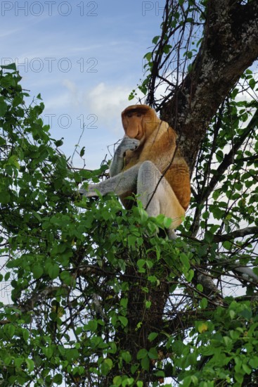 Endemic Proboscis monkey or Long-nosed monkey (Nasalis larvatus), sitting on a branch in the