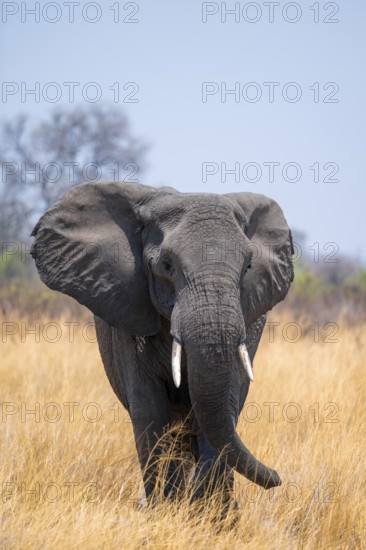 African elephant (Loxodonta africana) in dry savanna, Bwabwata National Park, Caprivi Strip,