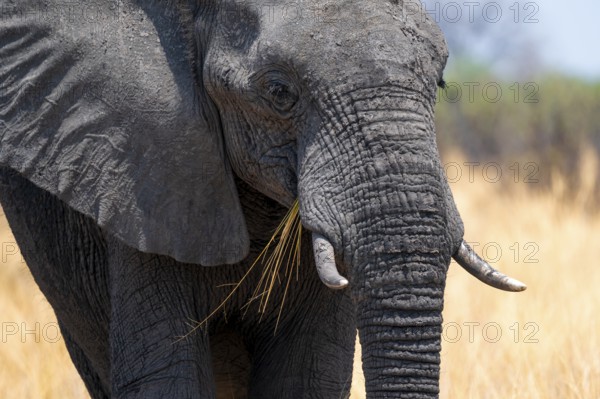 Animal portrait, African elephant (Loxodonta africana) in dry savanna, Bwabwata National Park,