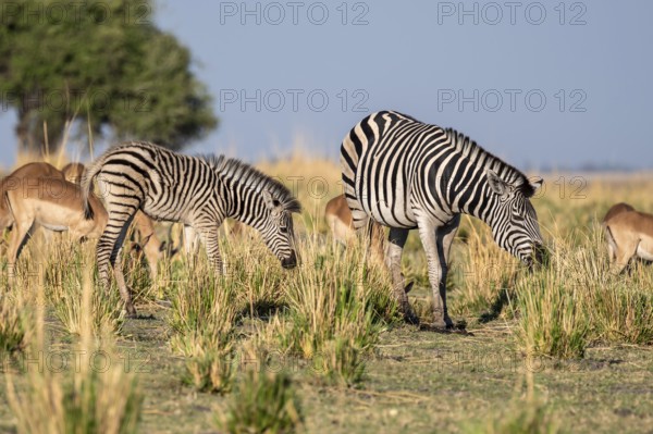 Herd of Steppe Zebras (Equus quagga), Ambient Light, Ihaha, Chobe National Park National Park,