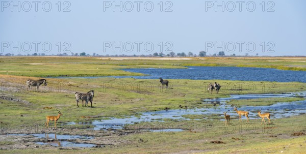 Impalas and steppe zebras (Equus quagga), landscape with Chobe River, Ihaha, Chobe National Park