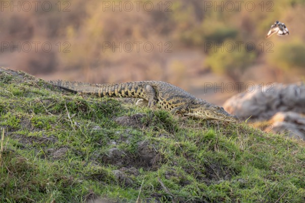 Nile crocodile (Crocodylus niloticus) runs on the Okavango River, Caprivi Strip, Namibia