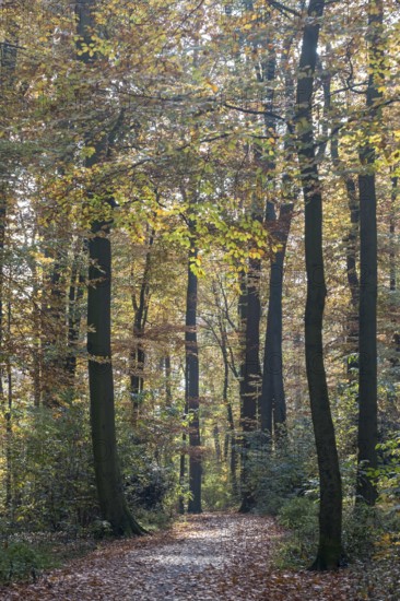 Forest trail in autumn light with tall trees and colorful foliage on the ground, Münsterland, North
