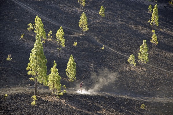 Europe, Spain, Canary Islands, Tenerife, Teide National Park, Mirador de Chio, Canary pine (Pinus